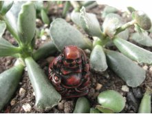   Adromischus cooperi