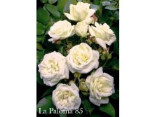 La Paloma 85.jpg