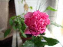   (Rosa bengalensis).