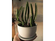 Stapelia grandiflora
