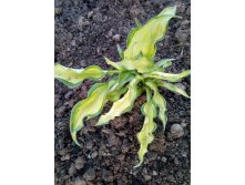  '' / Hosta 'Sizzle'