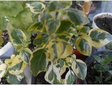   (Asystasia gangetica variegata)