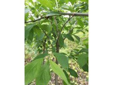 IMG 20170617 160816.jpg