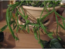 Rhipsalis ewaldiana