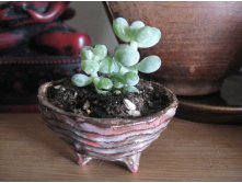 Pachyphytum oviferum  