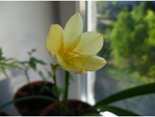 Zephyranthes primulina