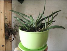 Gasteria bicolor