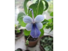   Clerodendrum ugandense