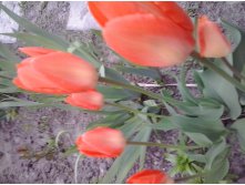 2017-05-16 17.48.51.jpg