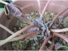 Cyclamen, new leaves