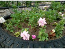    &#65288;Petunia grandiflora&#65289;"Double Cascade" orchid