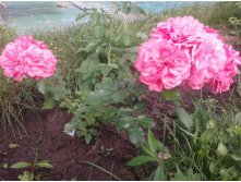 597ee6f820bbc 20170730093205.jpg