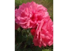 597ee6fb90b10 20170730093108.jpg