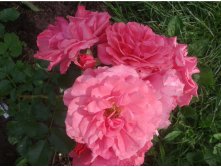 597ee6fbaea53 20170730093059.jpg