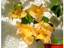  Golden Tango-   ...