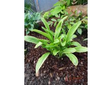    (Hosta Rectifolia chionea)