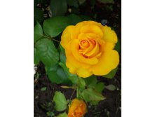 20170725 180435.jpg