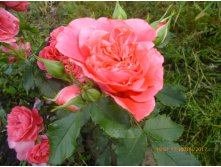 Rosarium Uetersen