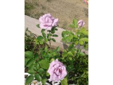 597ee707c466c 20170721155958.jpg