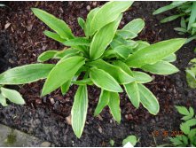    (Hosta Rectifolia chionea)