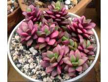   (' ')  Anacampseros rufescens  cv 'Sunrise' - 300- 350 