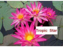 Tropic Star (  ) ICG