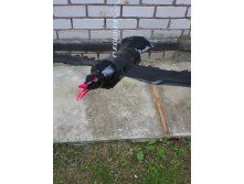 молодая ворона