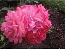 597ee6fed568b 20170730093039.jpg