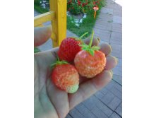 Ананасная?
