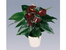    (Anthurium Otazu Brown)- 650 .