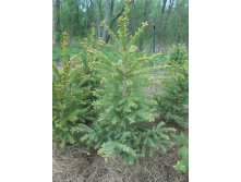 Ель канадская (сизая)| Picea glauca 100-120см. Ком/мешок/сетка  500р