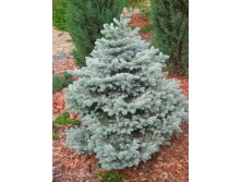 Ель колючая 'Glauca' Kaibab,Misty Blue 125 -150 Ком/мешок/сетка 1400р