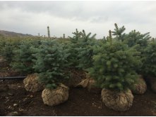 Ель колючая 'Glauca'    Kaibab,  Misty Blue 100-125см. Ком/мешок/сетка- 1200 рублей .
