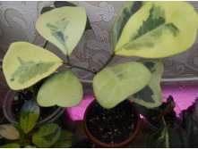 Ficus Triangularis Yellow variegated.