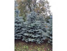 Ель колючая EXTRA  120-140см 6500р