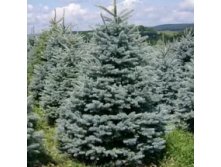 Ель колючая 'Glauca' Kaibab,Misty Blue 100-140см. Ком/мешок/сетка  1400р