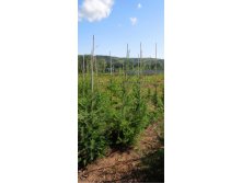 Ель черная | Picea mariana 90-120см   Ком/мешок/сетка  -600р