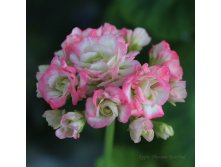 Appleblossom rosebud.jpg