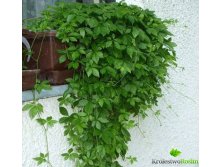 Гиностемма пятилистная (джиогулан)- пример большого растения .....