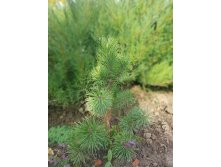 Сосна горная Mughus  275+%
