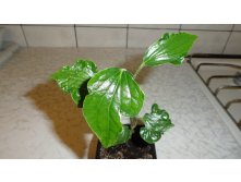 Декоративный перец  ( Piper sarmentosum albomarginat) -- 170- 200    руб.