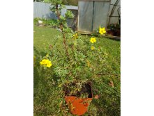 Лапчатка кустарниковая  235+%