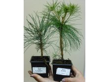       (Pinus Strobus)