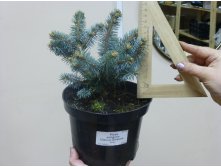  Picea pungens Glauca Globosa_C1.5