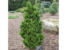 500x500.Thuja occidentalis Zmatlik