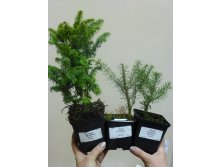 :  ,   (Abies koreana)    <<>>.