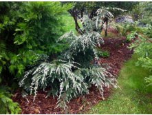 Tsuga canadensis Gentsch White.jpg 