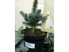  Picea pungens Glauca Globosa_C1.5