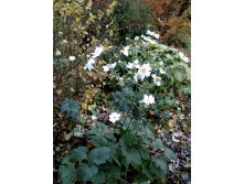IMG 20171018 133721.jpg