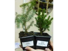   (Picea Omorika)   <<Alberta Globe>>